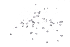 Salt