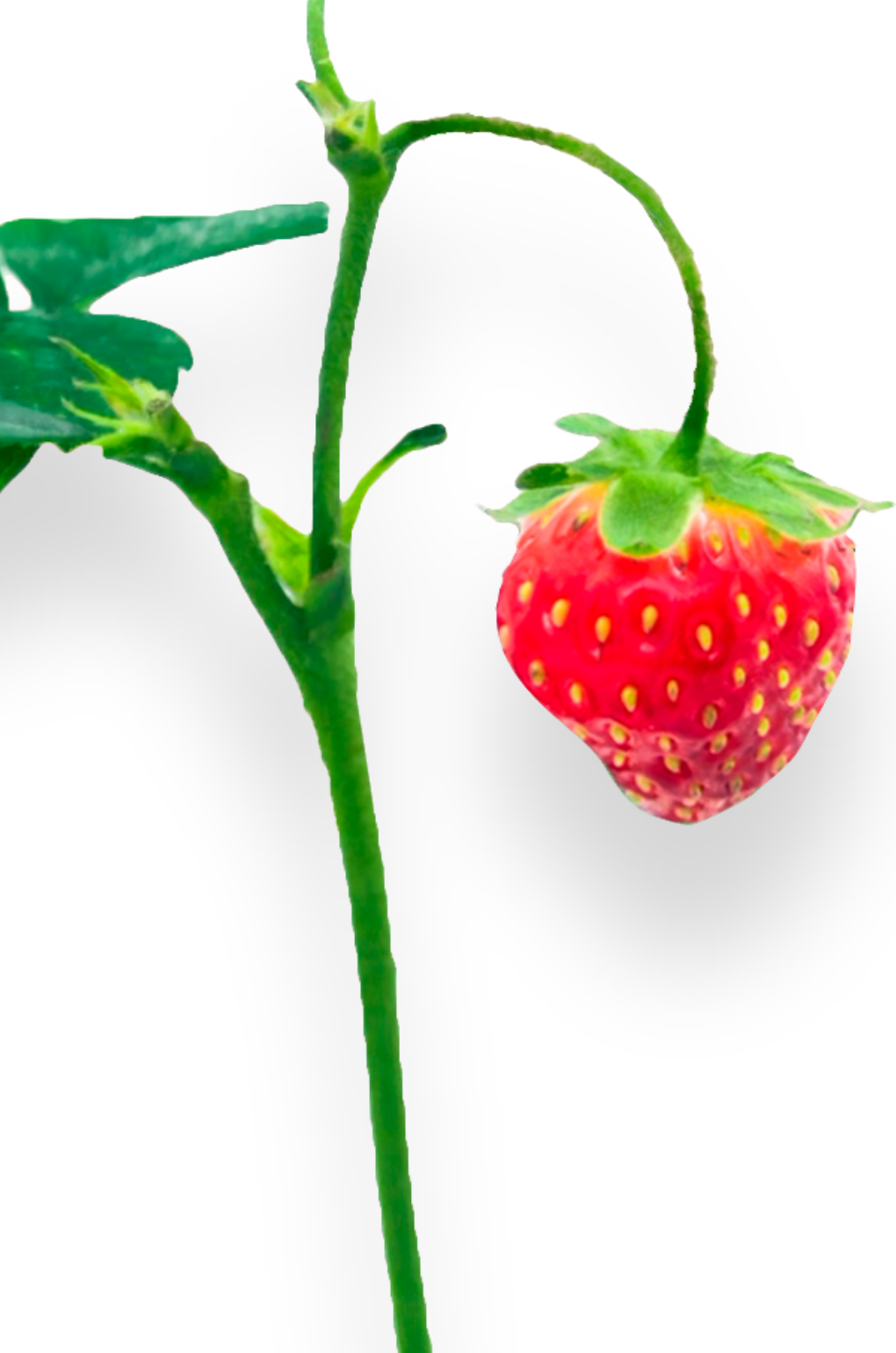 Strawberry Poppyseed Season