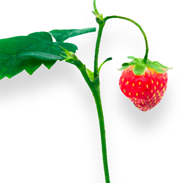 Strawberry Poppyseed Season